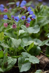 Pulmonaria saccharata blooming spring flower