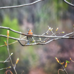 The finch standing on the birch branch