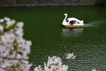 桜とスワンボート
