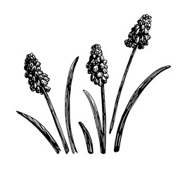 Vector illustrations of Muscari drawn with a black line on a white background.
