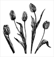 Vector illustrations of Tulips drawn with a black line on a white background.