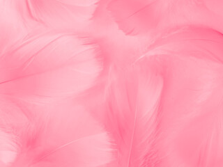 Fototapeta na wymiar Beautiful abstract light pink feathers on white background, white feather frame on pink texture pattern and pink background, love theme wallpaper and valentines day, white gradient