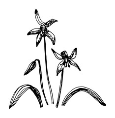 Vector illustrations of Scilla drawn with a black line on a white background.