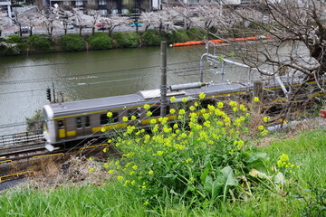 菜の花、桜、電車、堀