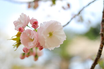ピンクと白の八重桜、つぼみ