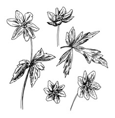 Vector illustrations of Anemone drawn with a black line on a white background.
