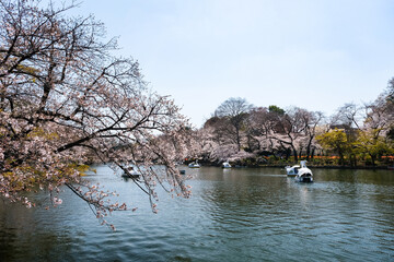 東京都 春の井の頭恩賜公園 桜の咲く井の頭池
