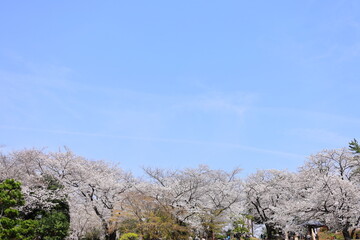 桜と青空