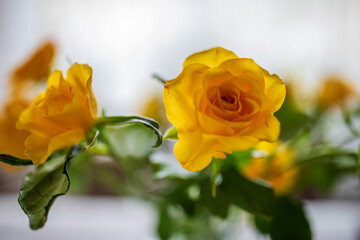 Żółta róża, bokeh