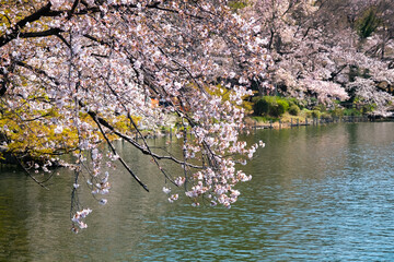 Obraz na płótnie Canvas 東京都 春の井の頭恩賜公園 桜の咲く井の頭池