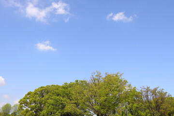 新緑と雲と青空