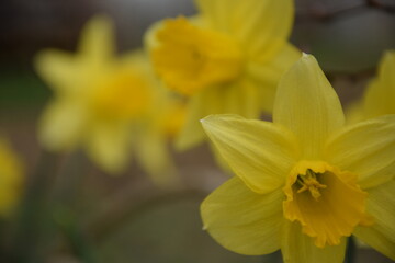 Jonquils blooming background