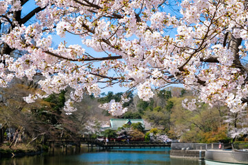 東京都 春の井の頭恩賜公園 桜と井の頭池