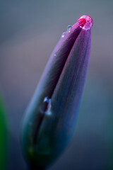 Fototapeta Kropla deszczu na tulipanie - makro obraz