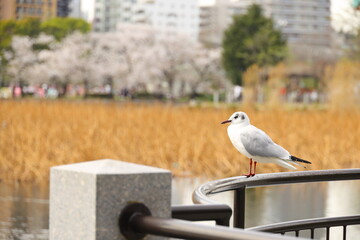 公園にたたずむユリカモメ