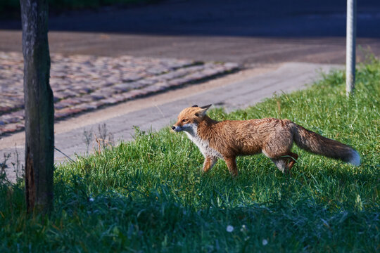 Rotfuchs &uuml;berquert eine Stra&szlig;e	