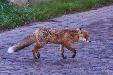 Rotfuchs überquert eine Straße	