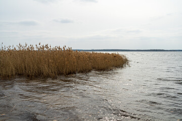 Dry thickets of reeds on the lake.