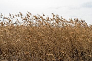 Dry reed stalks in the wind.