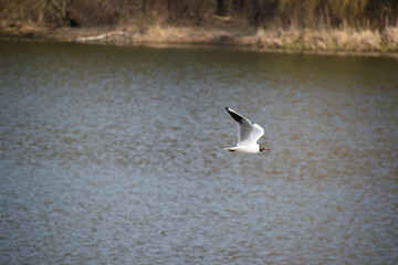 River bird seagull flies over water on a spring sunny day