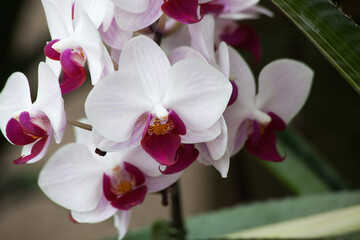 Naklejka na ściany i meble Purple Orchid growing outdoors