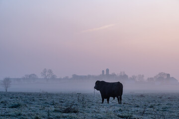 Bull Standing in Pasture in Morning Mist