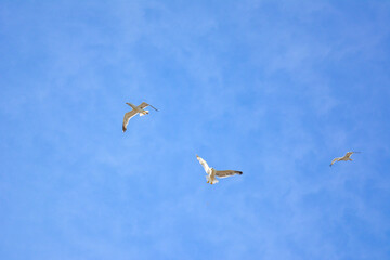 Spain L estartit, July 3 2018. A couple of white seagulls spread its wings and freely soar along seashore on tranquil cloudscape background