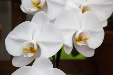 Obraz na płótnie Canvas White Orchid in a garden 