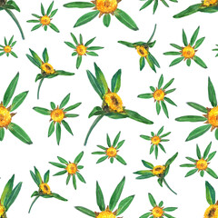 Bidens tripartita herbal plant seamless pattern on white background. Watercolor hand drawn illustration. Perfect for medical herb design or wallpaper. Marigold.
