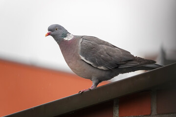 Taube auf dem Dach