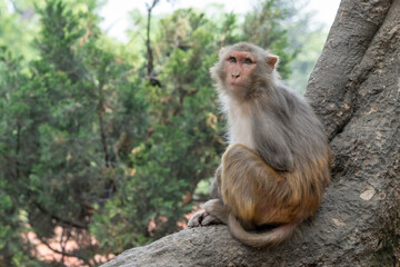 Monkey Sitting in Tree