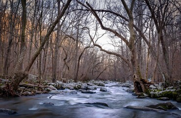 River in the Forest
