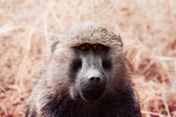 Monkey close-up shot of face in Kenya, Africa