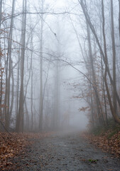 Road in Forest on Foggy Winter Morning