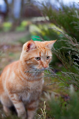 Naklejka na ściany i meble Red cat of Norwegian forest breed outdoor