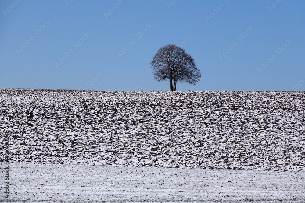 Poster baum auf verschneitem acker