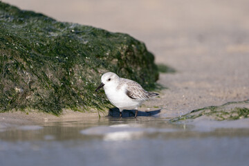 Sandpiper on the Beach