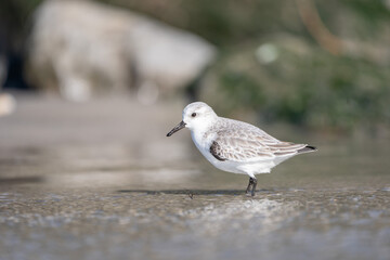 Sandpiper on the Beach