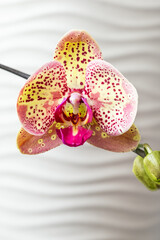 Orchid plant started to bloom with yellow and pink