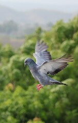 pigeon in flight