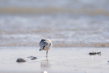 Sandpiper on the Beach