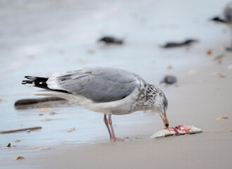 Seagull Eating a Fish