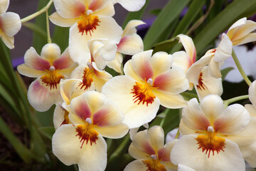 Naklejka na ściany i meble Yellow Orchids growing in a garden