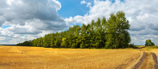Summer rural landscape with beautiful blue sky over the golden farm fields and trees