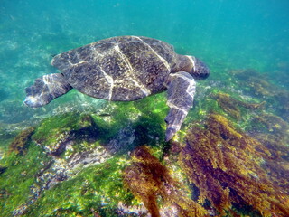 Galapagos green sea turtle swimming at Punta Espinoza, Fernandina Island, Galapagos, Ecuador