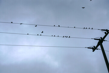 Migratory birds on the power line