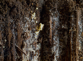 Fungi on rotten wood