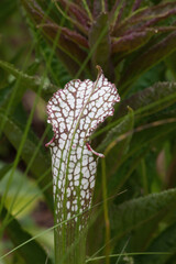 White Pitcher Plant outdoors