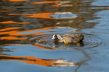 Common Coot (Fulica atra) swimming in a town canal schratching itself with it's foot