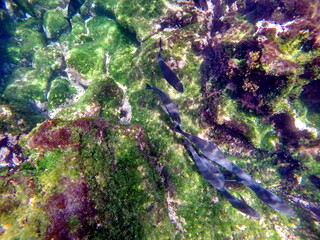 School of black fish at Punta Espinoza, Fernandina Island, Galapagos, Ecuador